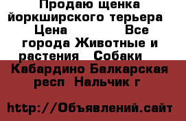 Продаю щенка йоркширского терьера  › Цена ­ 20 000 - Все города Животные и растения » Собаки   . Кабардино-Балкарская респ.,Нальчик г.